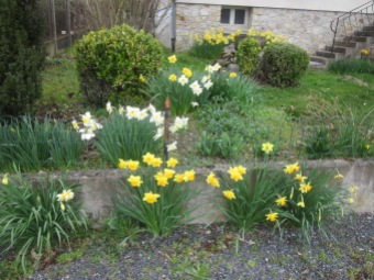 So many daffodils!